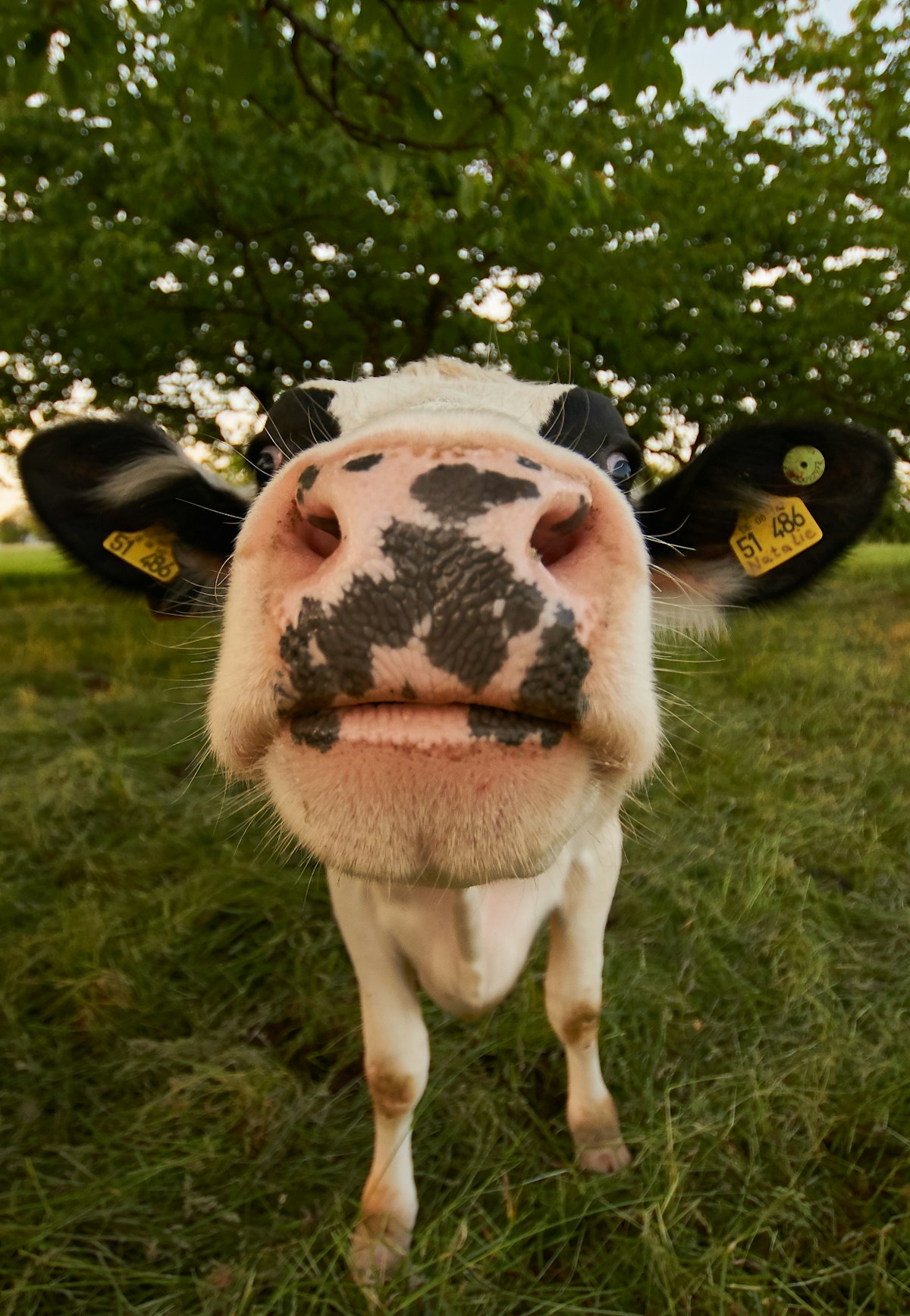 Sheep flock