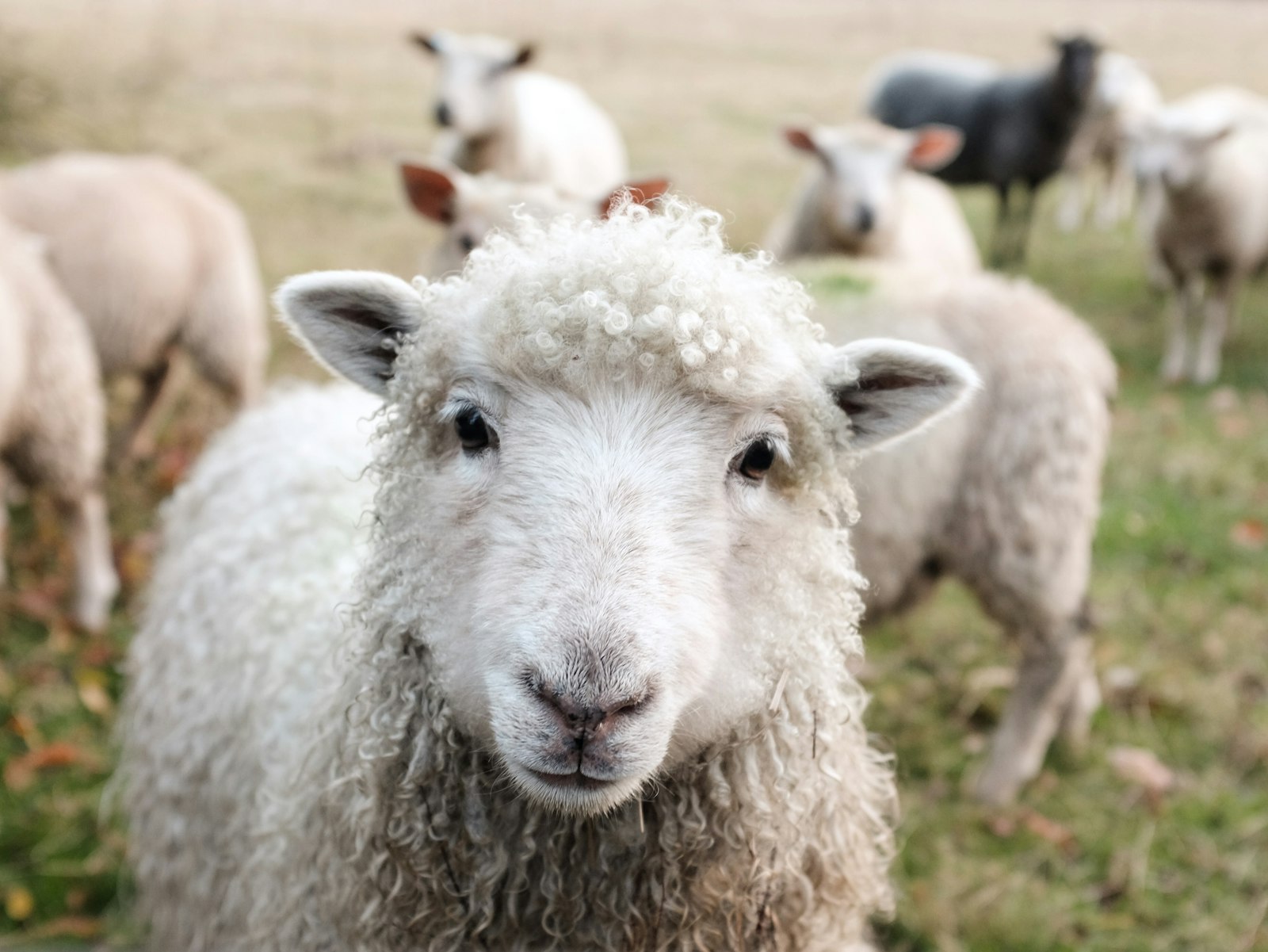 Thakamphasa Wool & Mohair