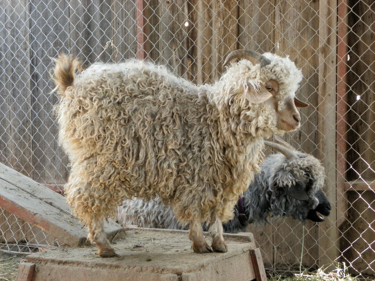 Angora goat